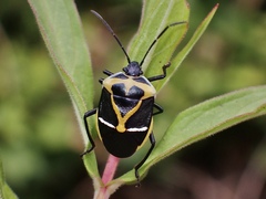 Commius elegans