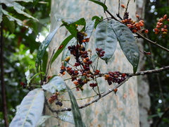 Guioa acutifolia