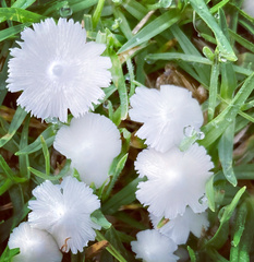 Termitomyces microcarpus