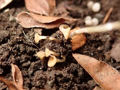 Sclerotiniaceae