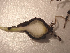 Sclerotiniaceae