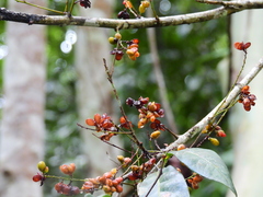 Guioa acutifolia