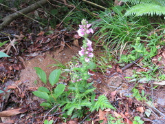 Pedicularis nipponica