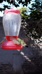 Cynanthus latirostris