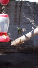 Cynanthus latirostris