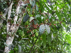 Guioa acutifolia