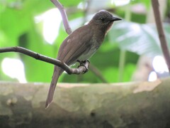 Hypsipetes philippinus