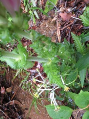 Pedicularis nipponica