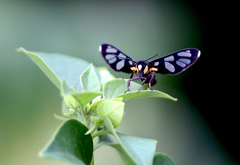 Amata sperbius
