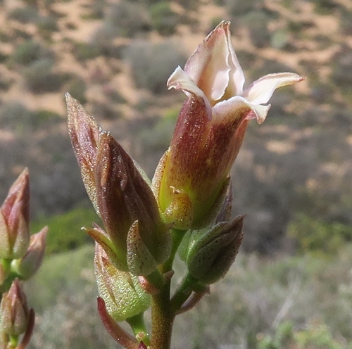 Tylecodon racemosus