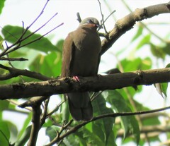 Phapitreron leucotis
