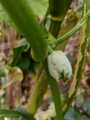 Sechium edule