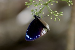 Euploea darchia niveata