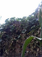 Sechium edule
