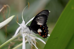 Papilio ambrax