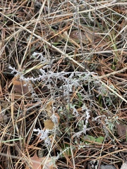 Artemisia austriaca
