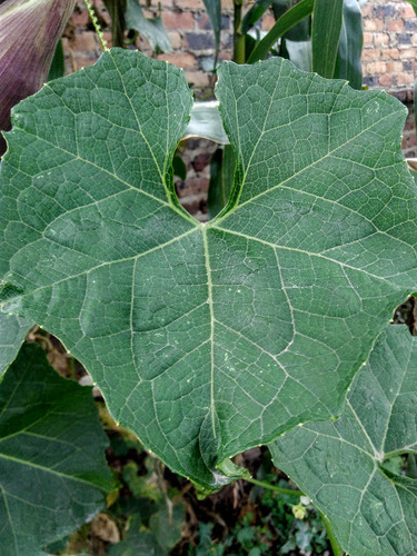 Sicyos edulis