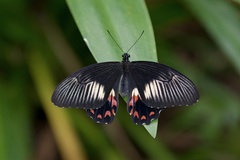 Papilio ambrax