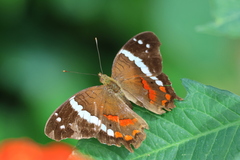 Anartia fatima colima