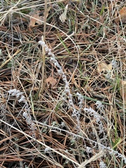 Artemisia austriaca