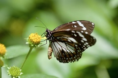 Danaus affinis