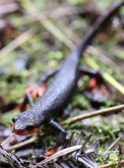 Taricha rivularis
