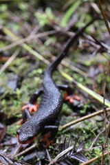 Taricha rivularis