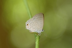 Anthene seltuttus