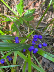 Dianella