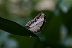 Yoma sabina