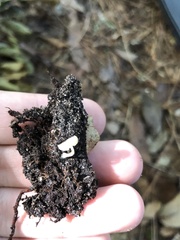 Lactocollybia