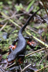 Taricha rivularis