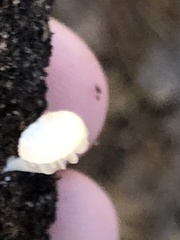 Lactocollybia