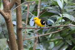 Pheucticus chrysopeplus