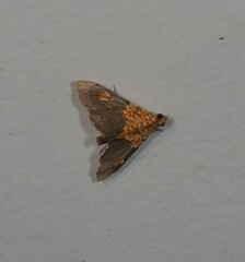 Agrotera ignepicta