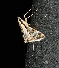 Agrioglypta excelsalis