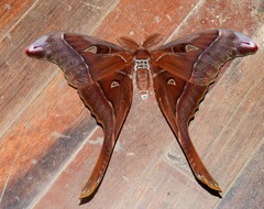 Coscinocera hercules