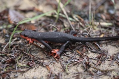 Taricha rivularis