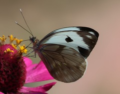 Pieriballia viardi