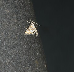 Anydraula pericompsa