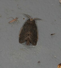 Archigargetta amydra