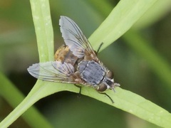 Calliphora albifrontalis