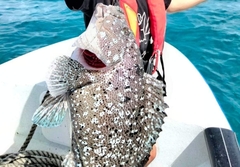 Epinephelus fuscoguttatus