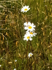 Leucanthemum vulgare