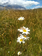 Leucanthemum vulgare