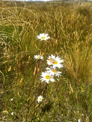 Leucanthemum vulgare