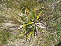 Celmisia spectabilis