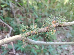 Urera caracasana