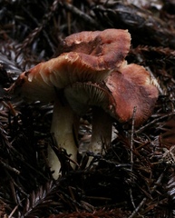 Cystodermella