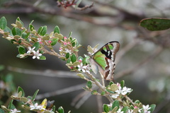 Graphium macleayanus